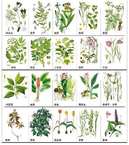 草的名字|有哪些植物名可以用来起名？